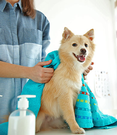 Doge Getting Groomed