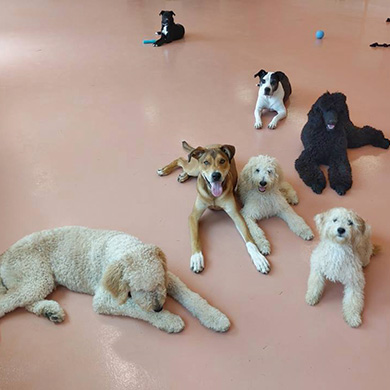 Dog Training Classes